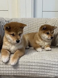 Shiba inu (6 foto / 6)