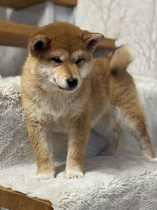 Shiba inu (7 foto / 7)