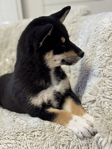 Shiba inu (3 foto / 6)