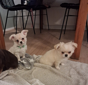 Chihuahua pennut (3 valokuva sivusta 6)