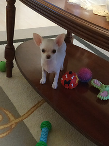 Chihuahua kutsikas (1 foto / 3)