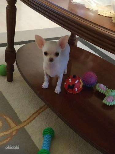 Chihuahua kutsikas (foto #1)