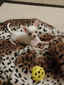 Chihuahua kutsikas (3 foto / 3)