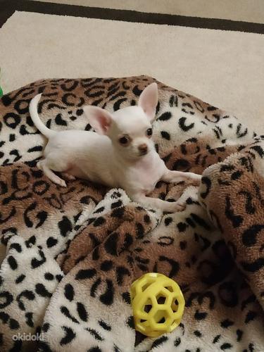 Chihuahua kutsikas (foto #3)