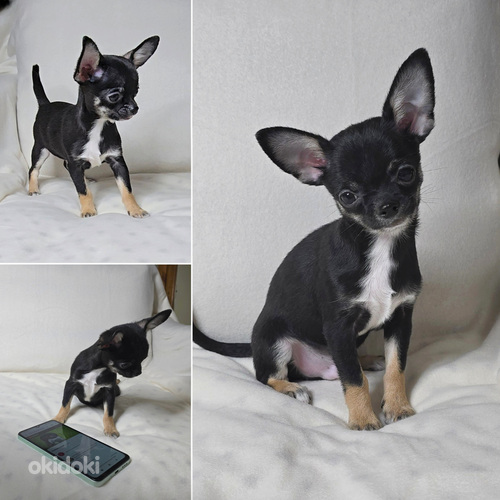 Chihuahuan lk poikapentu (supermini)