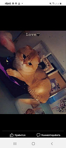 Scottish fold ootsib pruuti (2 foto / 3)