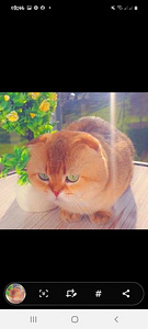 Scottish fold ootsib pruuti (3 foto / 3)