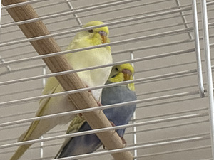Lainelised papagoid. Pojad. (2 foto / 2)