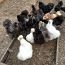 Шелковые курицы (фото #1)