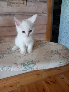 Деревенские котята (2 фото из 3)