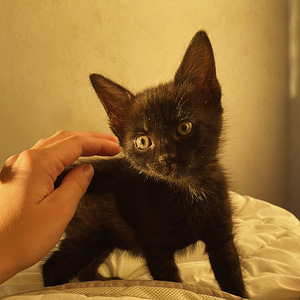 Ma annan kassi headesse kätesse (2 foto / 3)