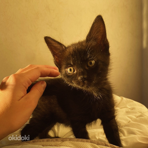 Ma annan kassi headesse kätesse (foto #2)