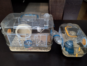 Hamster koos puuri ja tarvikutega (3 foto / 5)