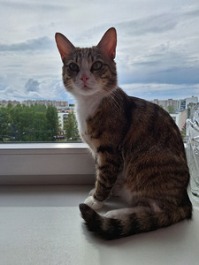 Ma annan kassi headesse kätesse (3 foto / 8)