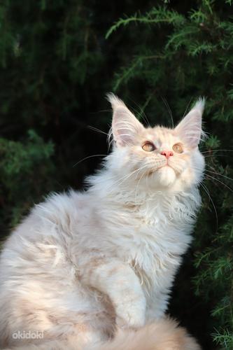Maine Coon (foto #4)