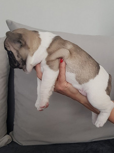 Müüa prantsuse buldogi kutsikas (1 foto / 7)