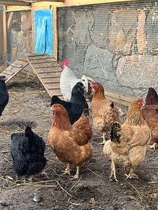 Tibude müük. (3 foto / 4)