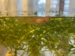 Guppy kala (5 foto / 10)