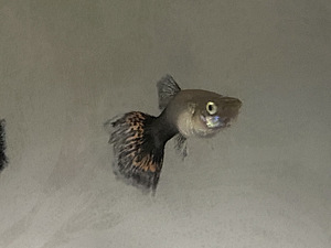 Guppy kala (6 foto / 10)