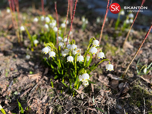 Katariina, Velisemõisa, Märjamaa vald, Raplamaa (7 foto / 10)