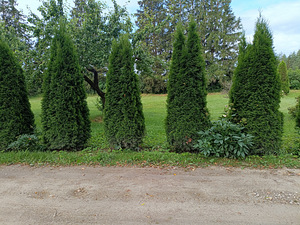 Туя Смарагд 3м (3 фото из 3)