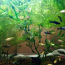 Akvaariumi kalad (foto #3)