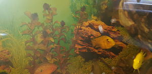 LABIDOCHROMIS CAERULEUS maimud 2 - 3 cm (4 foto / 4)