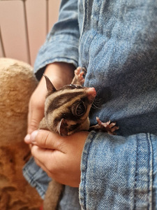 Suhkrupoos, lendorav possum käsiraamat (7 foto / 10)