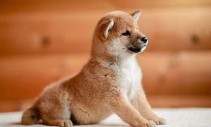 Shiba Inu kutsikad (3 foto / 8)
