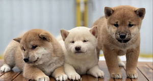 Shiba Inu kutsikad (2 foto / 8)