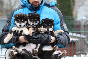 Shiba TOP kutsikad black & tan