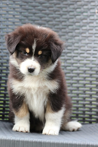Aussi blue merle & black tricolor (10 foto / 10)