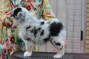 Austraalia lambakoer blue merle,blue eyes (8 foto / 8)