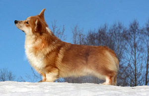 Welsh corgi pembrok red (6 foto / 7)