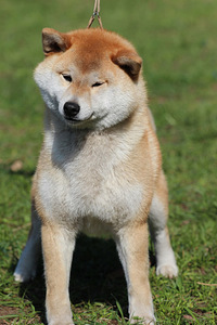 Shiba inu 4 year (3 foto / 4)
