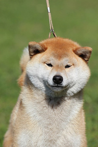 Shiba inu 4 year (4 foto / 4)
