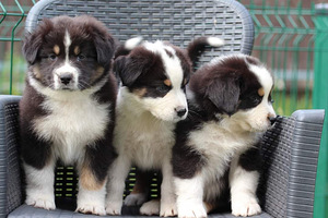 Australian sheperd tricolor & merle (4 foto / 10)