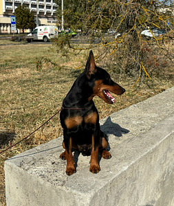 Карликовый Пинчер (4 фото из 8)