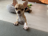 Chihuahua poiss Louis otsib pruute
