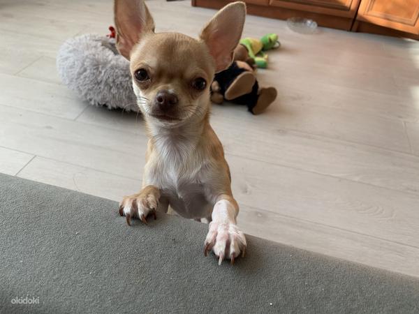 Chihuahua poiss Louis otsib pruute (foto #1)