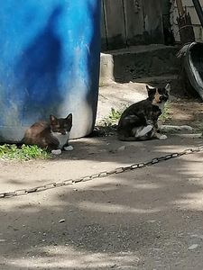 Котята ищут дом (1 фото из 6)