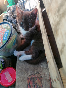 Котята ищут дом (5 фото из 6)