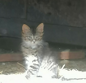 Котята бездомного кота (1 фото из 3)