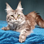 Maine coon (foto #4)