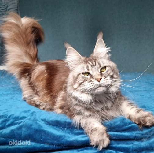 Maine coon (foto #6)