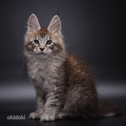 Maine - coon (foto #5)