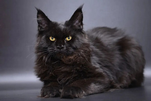 Maine coon