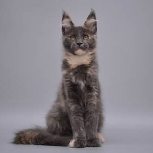 Maine Coon (2 foto / 7)