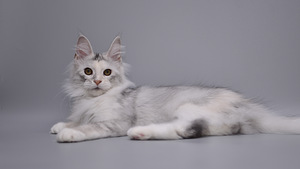 Maine Coon (7 foto / 7)