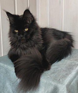 Котята Maine Coon (2 фото из 10)
